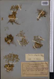 Rosularia platyphylla (Schrenk) A. Berger, Middle Asia, Western Tian Shan & Karatau (M3) (Kazakhstan)