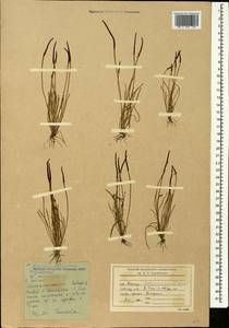 Myosurus minimus L., Caucasus, Stavropol Krai, Karachay-Cherkessia & Kabardino-Balkaria (K1b) (Russia)