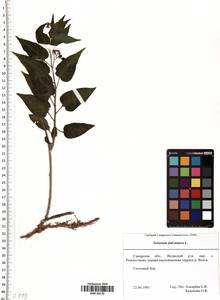 Solanum dulcamara L., Eastern Europe, Middle Volga region (E8) (Russia)