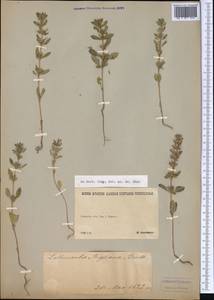 Lallemantia royleana (Benth.) Benth., Middle Asia, Northern & Central Tian Shan (M4) (Kazakhstan)