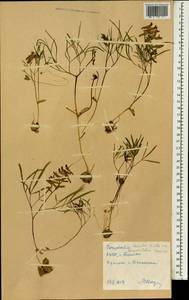 Corydalis turtschaninovii subsp. turtschaninovii, South Asia, South Asia (Asia outside ex-Soviet states and Mongolia) (ASIA) (North Korea)
