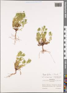 Ajuga chamaepitys subsp. chia (Schreb.) Arcang., Eastern Europe, Middle Volga region (E8) (Russia)