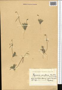 Hypecoum parviflorum Kar. & Kir., Middle Asia, Caspian Ustyurt & Northern Aralia (M8) (Kazakhstan)