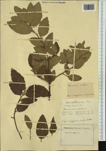 Quercus suber L., Western Europe (EUR) (Italy)