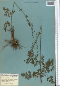 Thalictrum, Middle Asia, Northern & Central Tian Shan (M4) (Kyrgyzstan)
