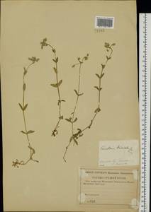 Cerastium holosteoides Fries emend. Hyl., Eastern Europe, North-Western region (E2) (Russia)