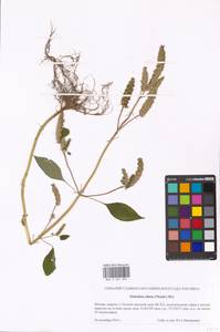 Elsholtzia ciliata (Thunb.) Hyl., Eastern Europe, Moscow region (E4a) (Russia)