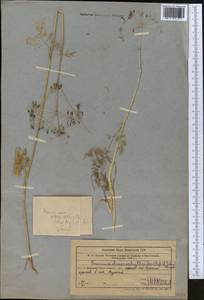 Elwendia chaerophylloides (Regel & Schmalh.) Pimenov & Kljuykov, Middle Asia, Western Tian Shan & Karatau (M3) (Uzbekistan)