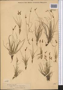 Carex supina Willd. ex Wahlenb., Middle Asia, Muyunkumy, Balkhash & Betpak-Dala (M9) (Kazakhstan)