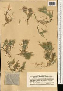 Bromus pumilio (Trin.) P.M.Sm., South Asia, South Asia (Asia outside ex-Soviet states and Mongolia) (ASIA) (Afghanistan)