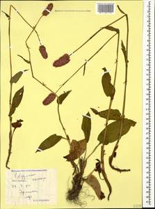 Bistorta carnea (K. Koch) Kom., Caucasus, South Ossetia (K4b) (South Ossetia)