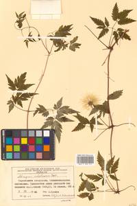 Clematis ochotensis (Pall.) Poir., Siberia, Russian Far East (S6) (Russia)