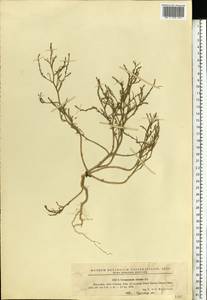 Corispermum nitidum Kit. ex Schult., Eastern Europe, South Ukrainian region (E12) (Ukraine)