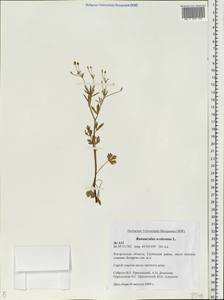 Ranunculus sceleratus L., Eastern Europe, Central forest region (E5) (Russia)