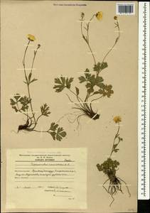 Ranunculus caucasicus M. Bieb., Caucasus, Armenia (K5) (Armenia)