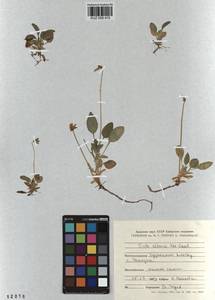 Viola altaica Ker Gawl., Siberia, Altai & Sayany Mountains (S2) (Russia)