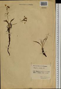 Claytonia acutifolia Pall. ex Willd., Siberia, Chukotka & Kamchatka (S7) (Russia)