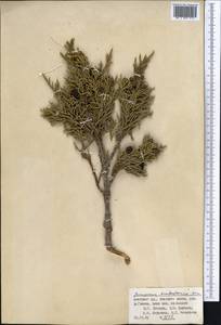 Juniperus pseudosabina Fisch. & C.A.Mey., Middle Asia, Pamir & Pamiro-Alai (M2) (Kyrgyzstan)