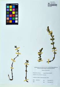 Hippuris tetraphylla L. fil., Siberia, Chukotka & Kamchatka (S7) (Russia)