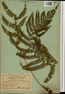 Dryopteris filix-mas (L.) Schott, Caucasus, Dagestan (K2) (Russia)