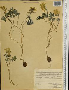 Corydalis gorodkovii Karav., Siberia, Chukotka & Kamchatka (S7) (Russia)