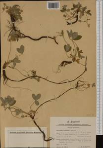 Potentilla montana Brot., Western Europe (EUR) (France)