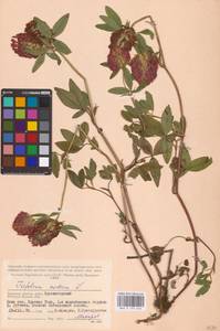 Trifolium medium L., Eastern Europe, Western region (E3) (Russia)