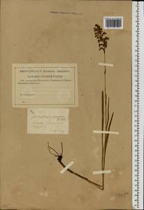 Gymnadenia conopsea (L.) R.Br., Eastern Europe, Volga-Kama region (E7) (Russia)