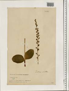 Neottia ovata (L.) Bluff & Fingerh., Eastern Europe, North-Western region (E2) (Russia)