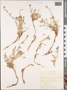 Smelowskia calycina (Stephan) C.A. Mey., Siberia, Altai & Sayany Mountains (S2) (Russia)