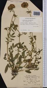 Anthyllis vulneraria L., Western Europe (EUR) (United Kingdom)