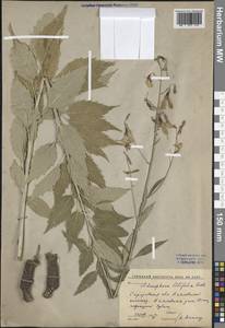 Adenophora liliifolia (L.) A.DC., Eastern Europe, Lower Volga region (E9) (Russia)