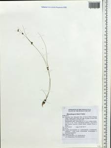 Rhynchospora faberi C.B.Clarke, Siberia, Russian Far East (S6) (Russia)