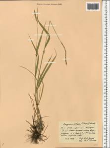 Elymus fibrosus (Schrenk) Tzvelev, Eastern Europe, Northern region (E1) (Russia)