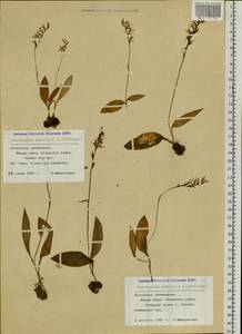 Hemipilia cucullata (L.) Y.Tang, H.Peng & T.Yukawa, Siberia, Altai & Sayany Mountains (S2) (Russia)