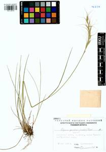 Elymus gmelinii (Trin.) Tzvelev, Siberia, Baikal & Transbaikal region (S4) (Russia)