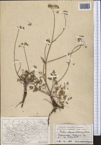 Paulita alpina (Schischk.) J. Soják, Middle Asia, Pamir & Pamiro-Alai (M2) (Tajikistan)