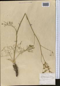 Galagania tenuisecta (Regel & Schmalh.) M.G.Vassiljeva & Pimenov, Middle Asia, Syr-Darian deserts & Kyzylkum (M7) (Kazakhstan)