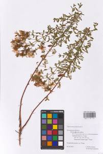 Hypericum perforatum L., Eastern Europe, Central region (E4) (Russia)