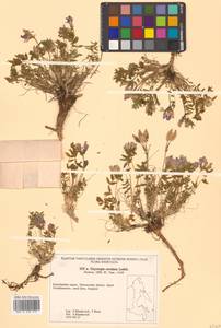 Oxytropis revoluta Ledeb., Siberia, Chukotka & Kamchatka (S7) (Russia)