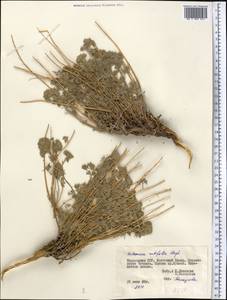 Artemisia rutifolia Stephan ex Spreng., Middle Asia, Pamir & Pamiro-Alai (M2) (Tajikistan)
