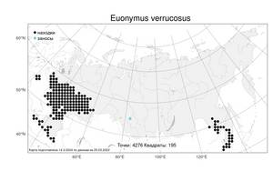 Euonymus verrucosus Scop., Atlas of the Russian Flora (FLORUS) (Russia)