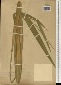 Zizania latifolia (Griseb.) Hance ex F.Muell., South Asia, South Asia (Asia outside ex-Soviet states and Mongolia) (ASIA) (China)