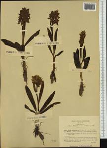 Dactylorhiza sambucina (L.) Soó, Western Europe (EUR) (Italy)