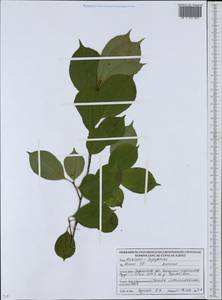 Prunus, Eastern Europe, Belarus (E3a) (Belarus)
