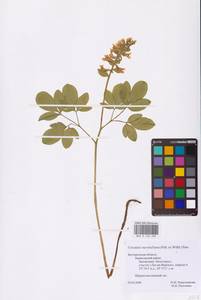 Corydalis cava (L.) Schweigg. & Körte, Eastern Europe, Central forest-and-steppe region (E6) (Russia)