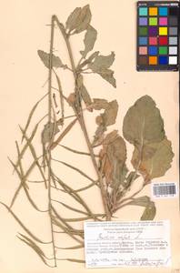 Brassica napus L., Eastern Europe, Moscow region (E4a) (Russia)