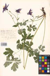 Aquilegia vulgaris L., Eastern Europe, Moscow region (E4a) (Russia)