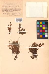 Saxifraga bronchialis L., Siberia, Russian Far East (S6) (Russia)