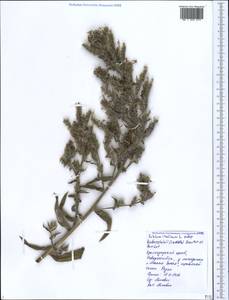 Echium italicum subsp. biebersteinii (Lacaita) Greuter & Burdet, Caucasus, Black Sea Shore (from Novorossiysk to Adler) (K3) (Russia)